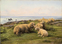 sheep 200